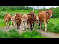 Mengiring Sapi Lembu Gembala Menuju Ke Kandang Peternakan Hewan Ternak Sapi Di Desa Video Sapi