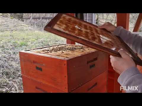 Jaro, 15 zakladených plástů, plod ve třech nastavcích, díl č.2,  22.3.2023