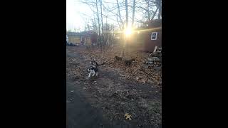 Coonhound Puppies Videos
