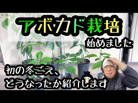アボカドの木は霜を恐れますか?この植物を冬に適切に保つにはどうすればよいですか？寒さから守る4つのポイント  庭園