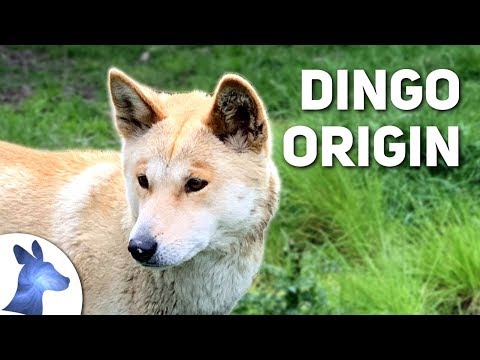 Origin of the Dingo: Australia's Ancient Canine