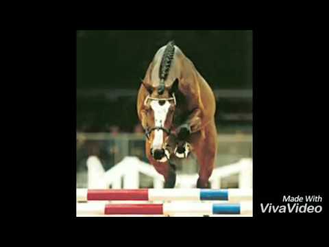 MONKS "BLOOD DIAMANT" 2013 By DIAMANT DE SEMILLY x Balou du Rouet