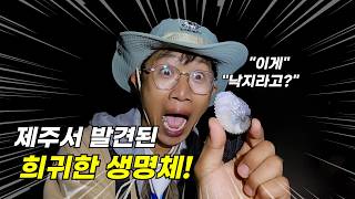 Download lagu [충격적] 제주에서 전설의 생명체를 발견! 살아있는 걸 잡은건 처음이네요! 대박입니다 mp3