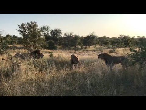 Young male lion doesn't want to move out of fathers territory