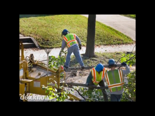 Gonzalez Tree & Palm Tree Trimming Service - Phoenix, AZ