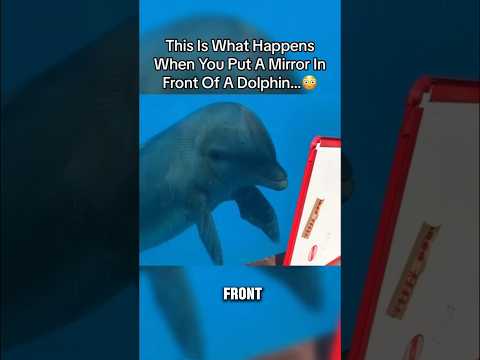 When A Dolphin Sees Its Reflection #shorts #dolphin