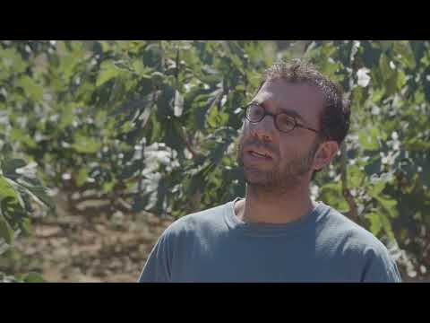 Σύκα Βραυρώνας Μαρκοπούλου Μεσογειών ΠΓΕ