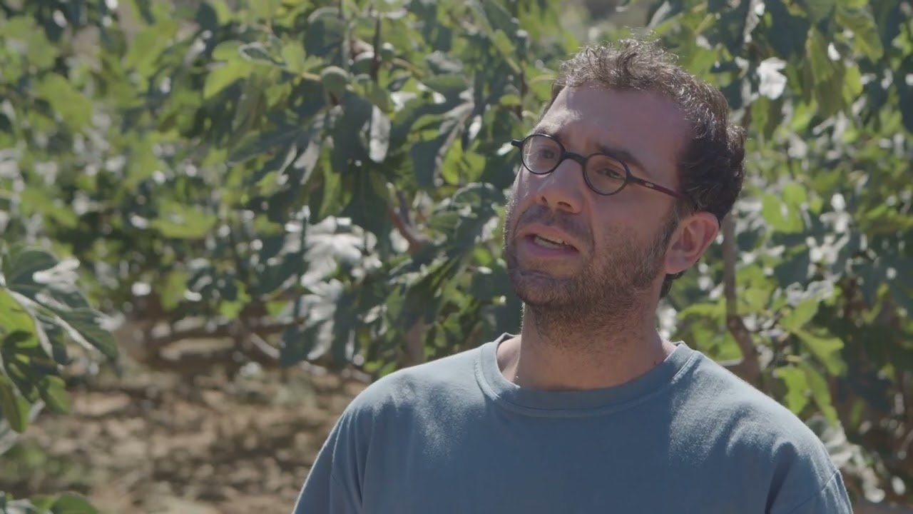 Σύκα Βραυρώνας Μαρκοπούλου Μεσογειών ΠΓΕ