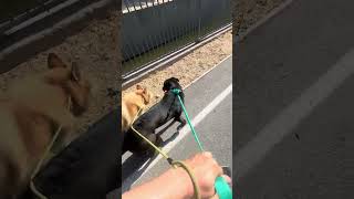 Video preview image #1 Labrador Retriever-Unknown Mix Puppy For Sale in Woodland Hills, CA, USA