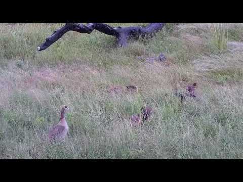 Djuma: Egyptian Geese with seven teen chicks on walk-about - 10:17 - 02/06/2022