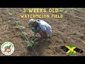 3 Weeks Old Watermelon Farm Lot A2