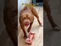 ELE PULOU NA CASA DO PITBULL Shorts