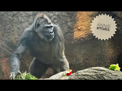 Female Gorilla ANNIE has a new Scar | Update on Gentaro & Annie | UENO ZOO