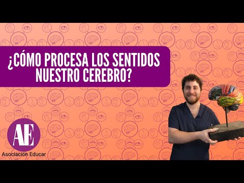 How does our brain process the senses?