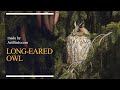 Long Eared Owl [Asio Otus]