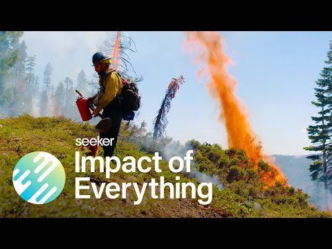 拯救森林？放火燒掉它們 (Save the Forests? Set Them On Fire)