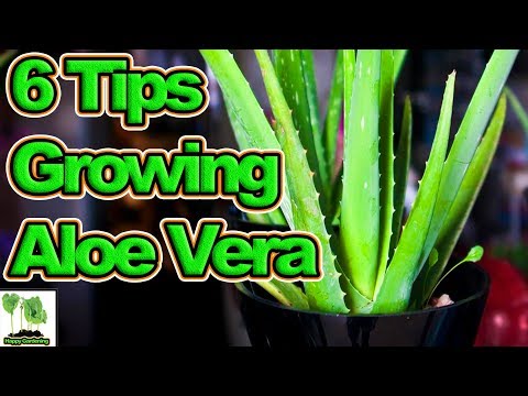 , title : '6 Tips To Growing Aloe Vera'