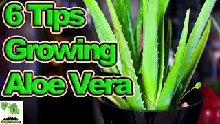 6 Tips To Growing Aloe Vera
