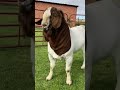 Top Boer Buck Lukas Burguer Boer Goats Stud Boer Goats Goat Pets Farm