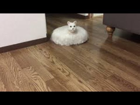 What to do with his stuffed cat when you have a Roomba vacuum cleaner? Japan