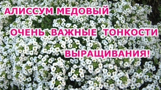 ВЫРАЩИВАНИЕ АЛИССУМА МЕДОВОГО. ПИКИРОВАНИЕ АЛИССУМА!