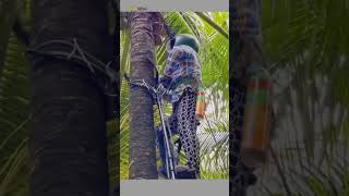 Download lagu kreatif dan canggih alat manjat pohon kelapa #shorts mp3 Download lagu kreatif dan canggih alat manjat pohon kelapa #shorts mp3