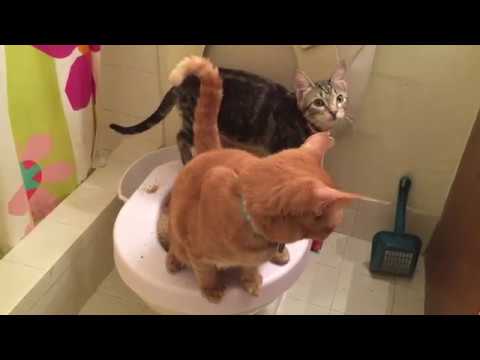Both Cats Go Potty On  the Toilet At the Same Time!