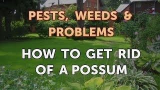How to Get Rid of a Possum