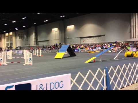 Johanna and Toy Fox Terrier Blink win 8" Class at 2014 AKC Agility Invitational