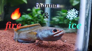 Adding Beautiful Dwarf Snakehead (Channa Fire and Ice) To My Anubias Tank | Fish Tank | Planted Tank