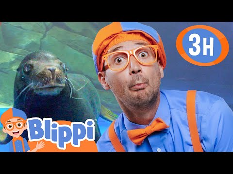 Blippi Plays and Swims with Seals at Ody Aquarium! | 3 HOURS OF BLIPPI ANIMAL VIDEOS!