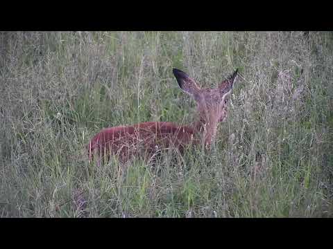 Djuma: Impala lamb separated from it's mother-Painted Dogs close by still - 18:40 - 12/03/20
