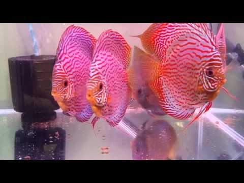Sunny discus centre in Hong Kong aquarium fish farm