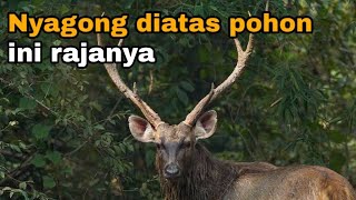 Download lagu Berburu Rusa Sambar Liar di Hutan Kalimantan (Nyangong dari Atas Pohon) mp3 Download lagu Berburu Rusa Sambar Liar di Hutan Kalimantan (Nyangong dari Atas Pohon) mp3