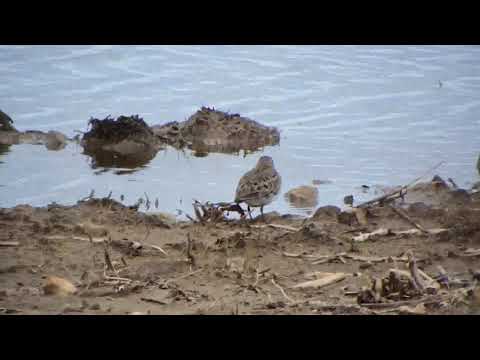 temmincks stint
