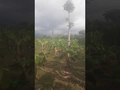 Videos de Tierralta Todo sobre Tierralta Cordoba