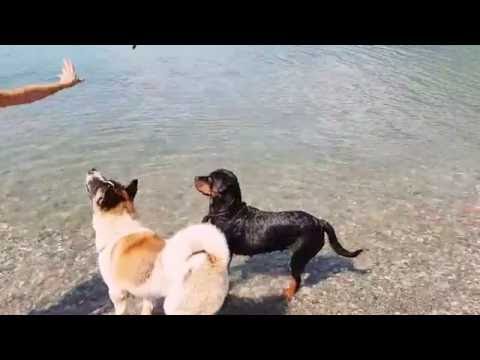 American Akita Ares vs Rottweiler Atena