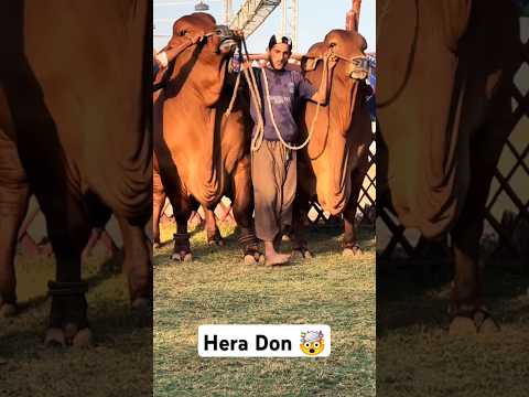 Biggest cow 😍 #animals #cow #bakra #eid #qurbani #bakraeid #camel #shorts
