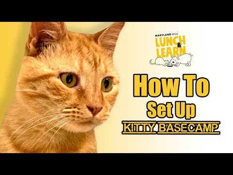 How to Set Up Kitty Basecamp