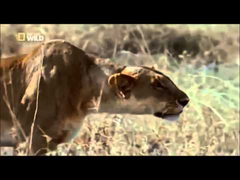 Leona mata a un mono - Lioness kills a baboon