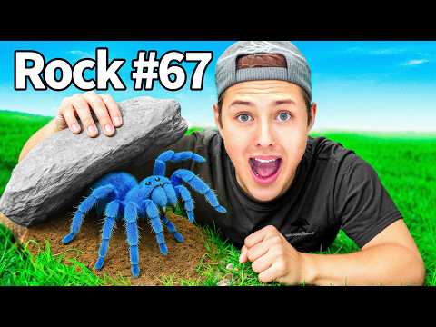 I Flipped 101 Rocks in a Forest, Here's What I Found...