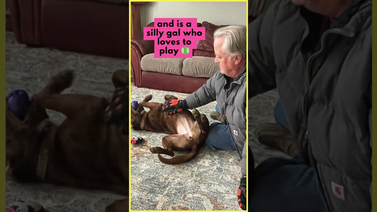 Enlarge Emiline, a Adoptable mixed breed in Rossville, TN video 5/5