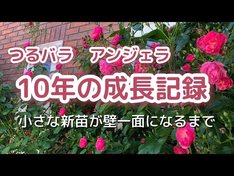 低木バラ「アンジェラ」 植物