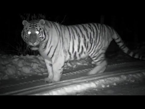 image-What is a snow tiger called?