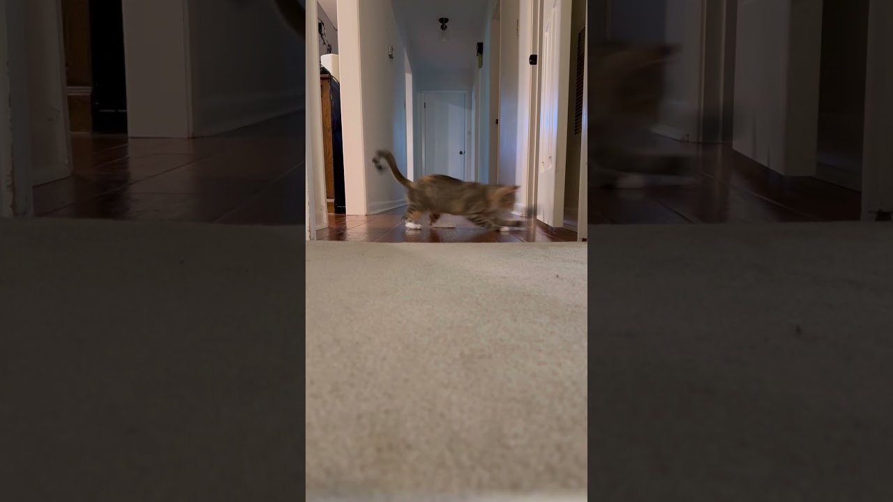 Enlarge Sunny , a Adoptable Domestic Short Hair in Austin, TX video 5/5