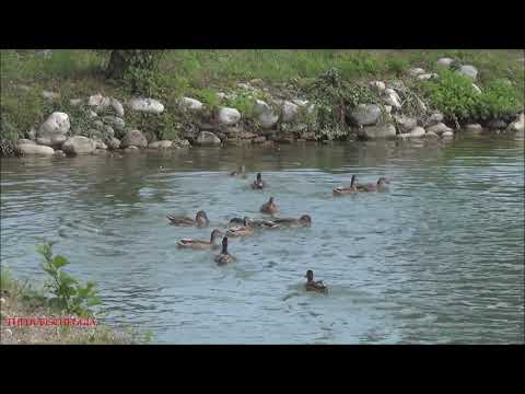 CARPE GIGANTI E ANATRE CHE SI CONTENDONO IL CIBO AL LAGO A BOVES. (CN) LUN. 16 - 8 - 2021.