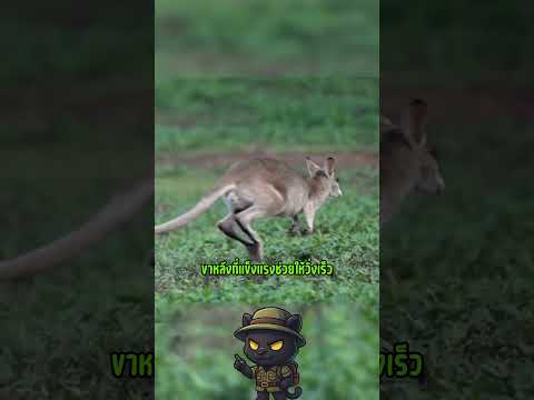 ใจสลายแม่จิงโจ้จำใจทิ้งลูกกลางทางเพื่อรักษาชีวิตรอดนี่คือสัญชาตญาณที่แท้จริง #จิงโจ้ #สัตว์โลก