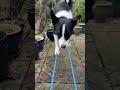 Dog Displays Balancing Skills While Walking Over Tightrope - 1419047-1