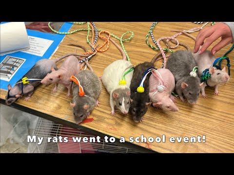 My rats went to another fun school event - October 2025!
