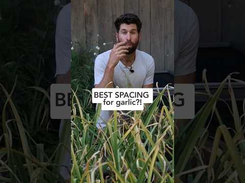 🧄 NEW 2023 Garlic Spacing experiment results! #howtogrowgarlic #growinggarlic #gardeningtips